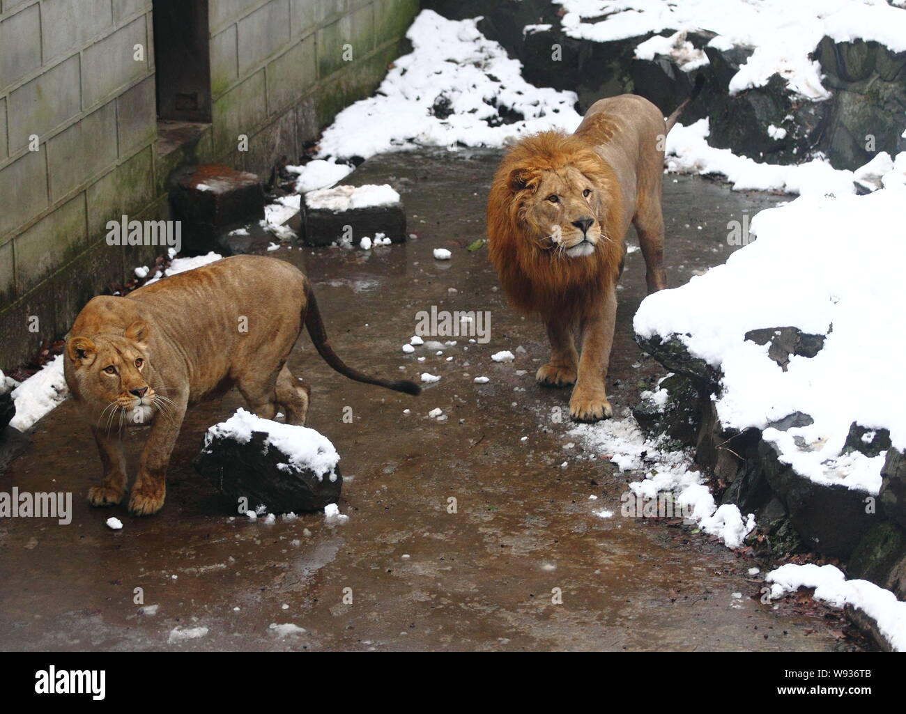Ein Löwe Paar starrt auf die Besucher das Werfen mit Schneebällen auf sie im Zoo von Hangzhou in Hangzhou City, East China Zhejiang Provinz, am 5. Januar 2012. Eine l Stockfoto