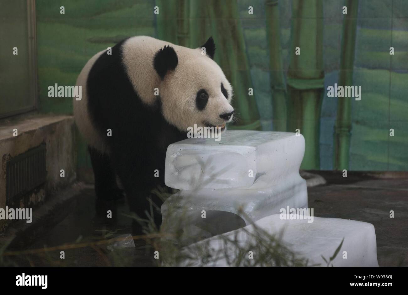 Ein riesiger Panda liegt auf Eis Blöcke in einem Zoo in Wuhan zu kühlen, Zentrale China Provinz Hubei, 9. August 2013. Menschen trinken Eis Wasser und Eis-cr Essen Stockfoto