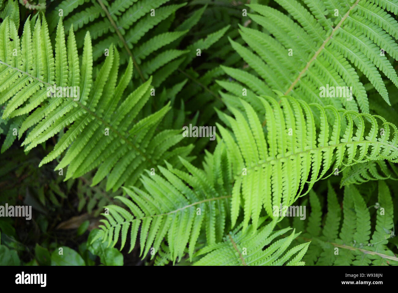 Helle und bunte grüne lange Farnblätter mit einer ursprünglichen Struktur und Blumen, Gefäßpflanzen, Ambiguierung. Stockfoto