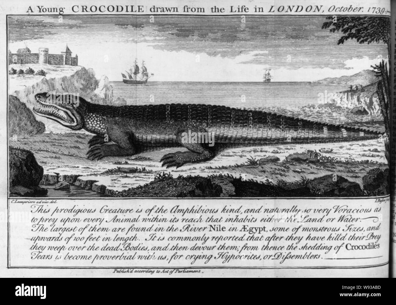 Ein junges Krokodil aus dem Leben in London, Oktober 1739 Stockfoto