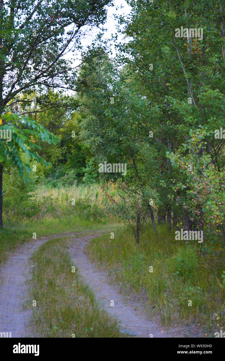 Schöne Natur, Laubwald, Waldgürtel mit Bäumen, verschiedenen Pflanzen, Wildgras und Unkraut am Abend. Stockfoto