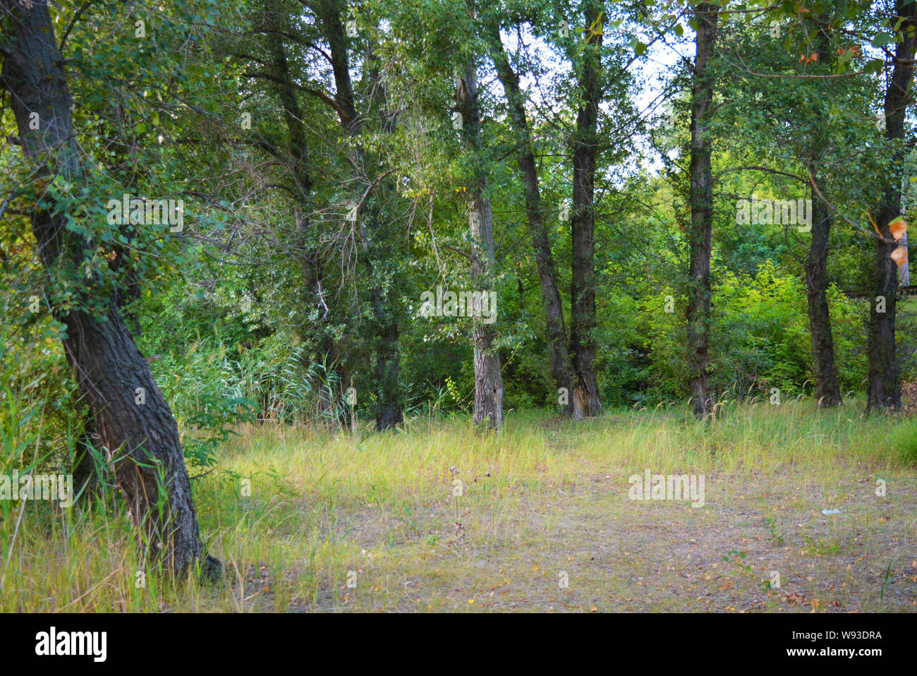 Schöne Natur, Laubwald, Waldgürtel mit Bäumen, verschiedenen Pflanzen, Wildgras und Unkraut am Abend. Stockfoto