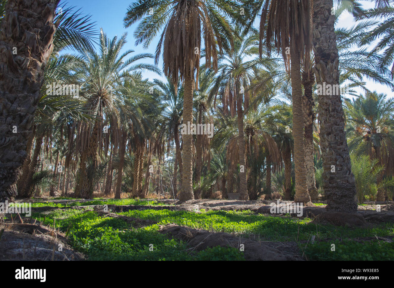 Exotische Oase Stockfotos und bilder Kaufen Alamy