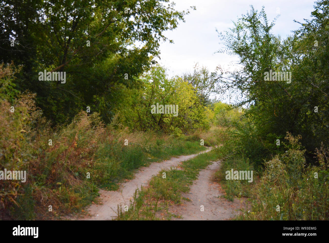 Schöne Natur, Laubwald, Waldgürtel mit Bäumen, verschiedenen Pflanzen, Wildgras und Unkraut am Abend. Stockfoto