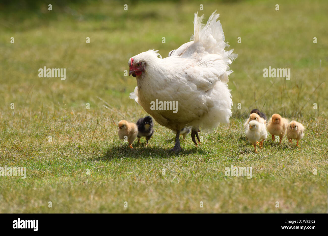 Weiße Henne mit niedlichen Neugeborenen Küken Stockfoto