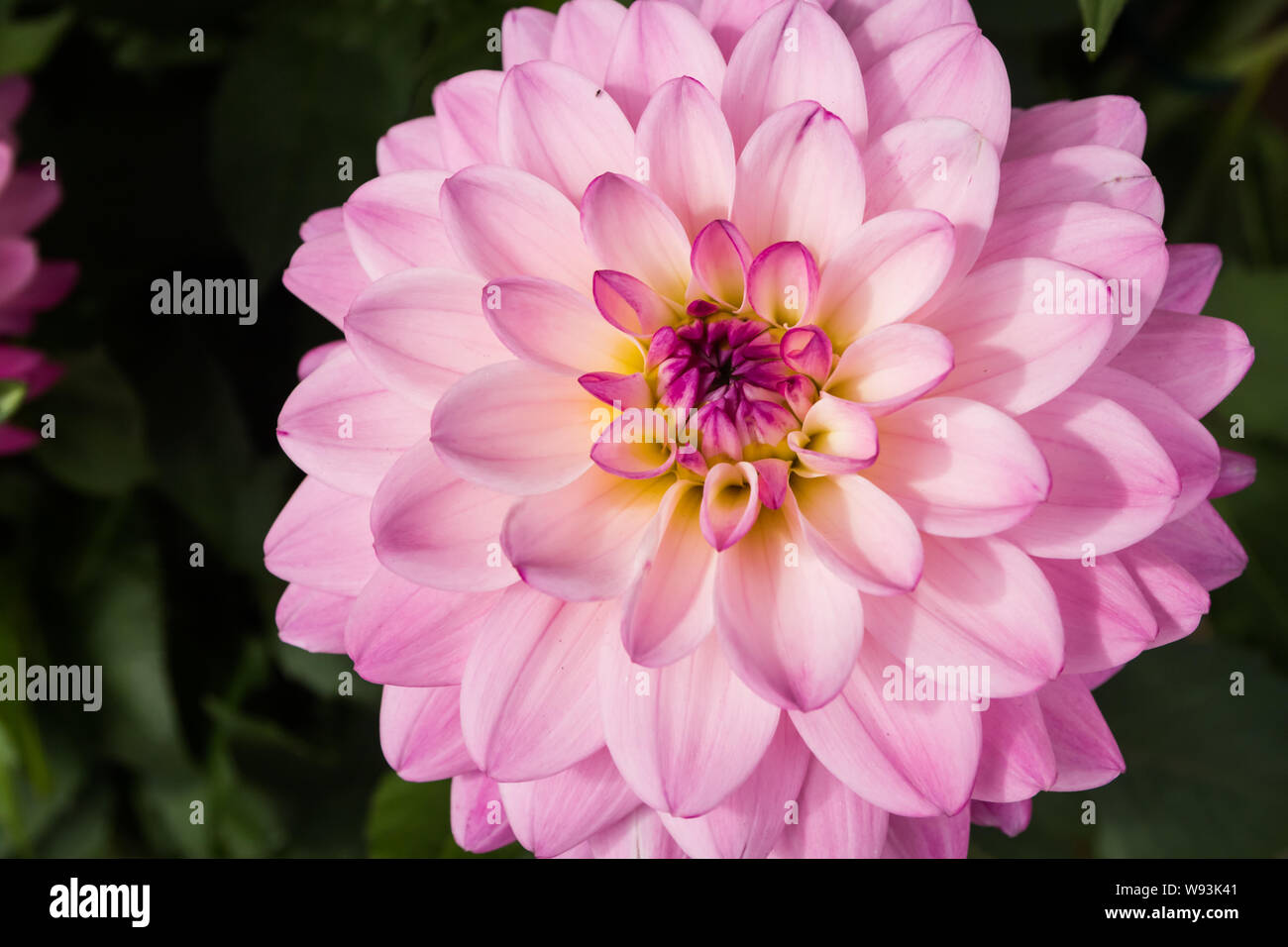 Schöne rosa Dahlie Karma Prospero Blume im Sommer Garten Stockfoto