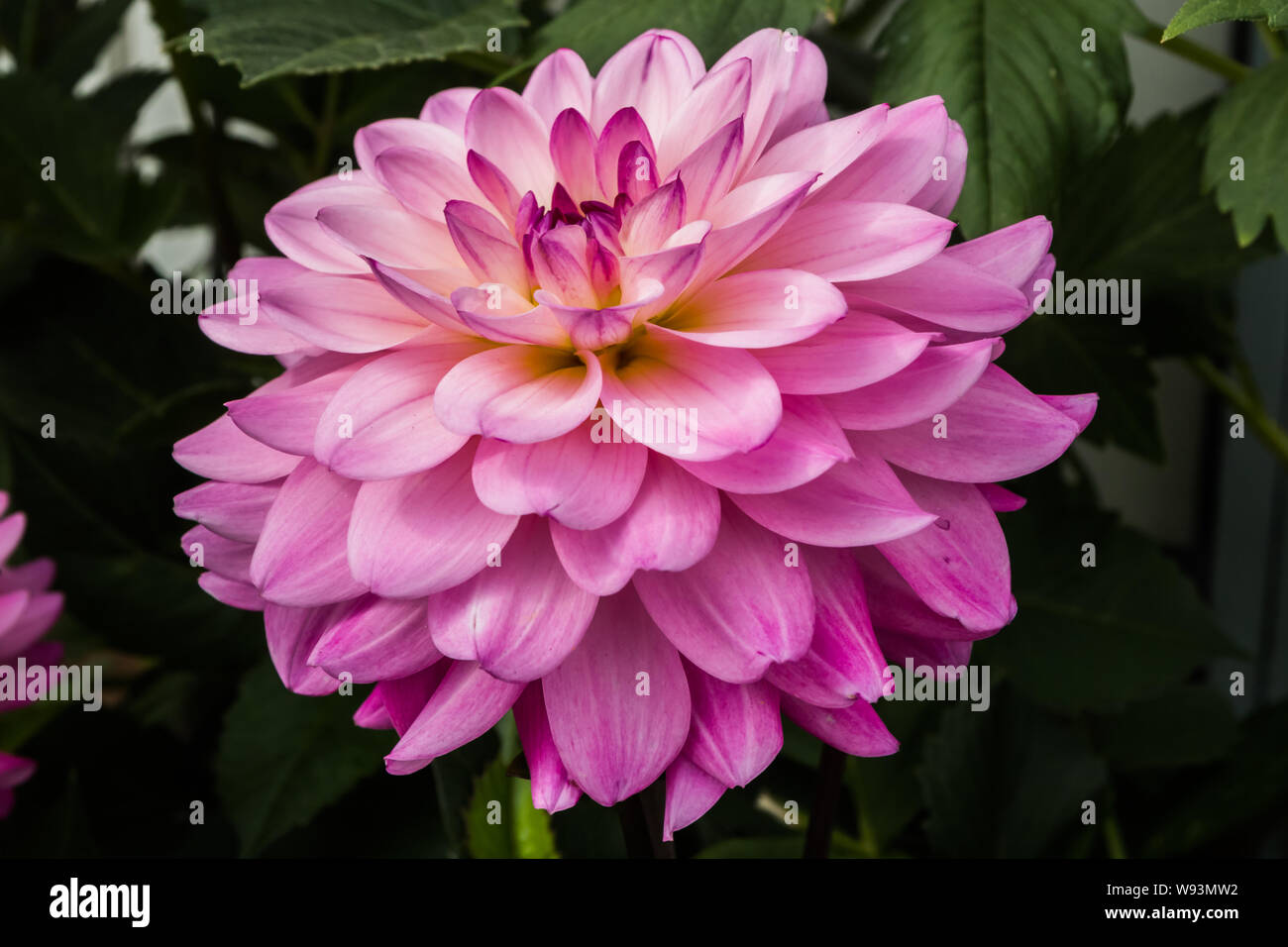 Schöne rosa Dahlie Karma Prospero Blume im Sommer Garten Stockfoto