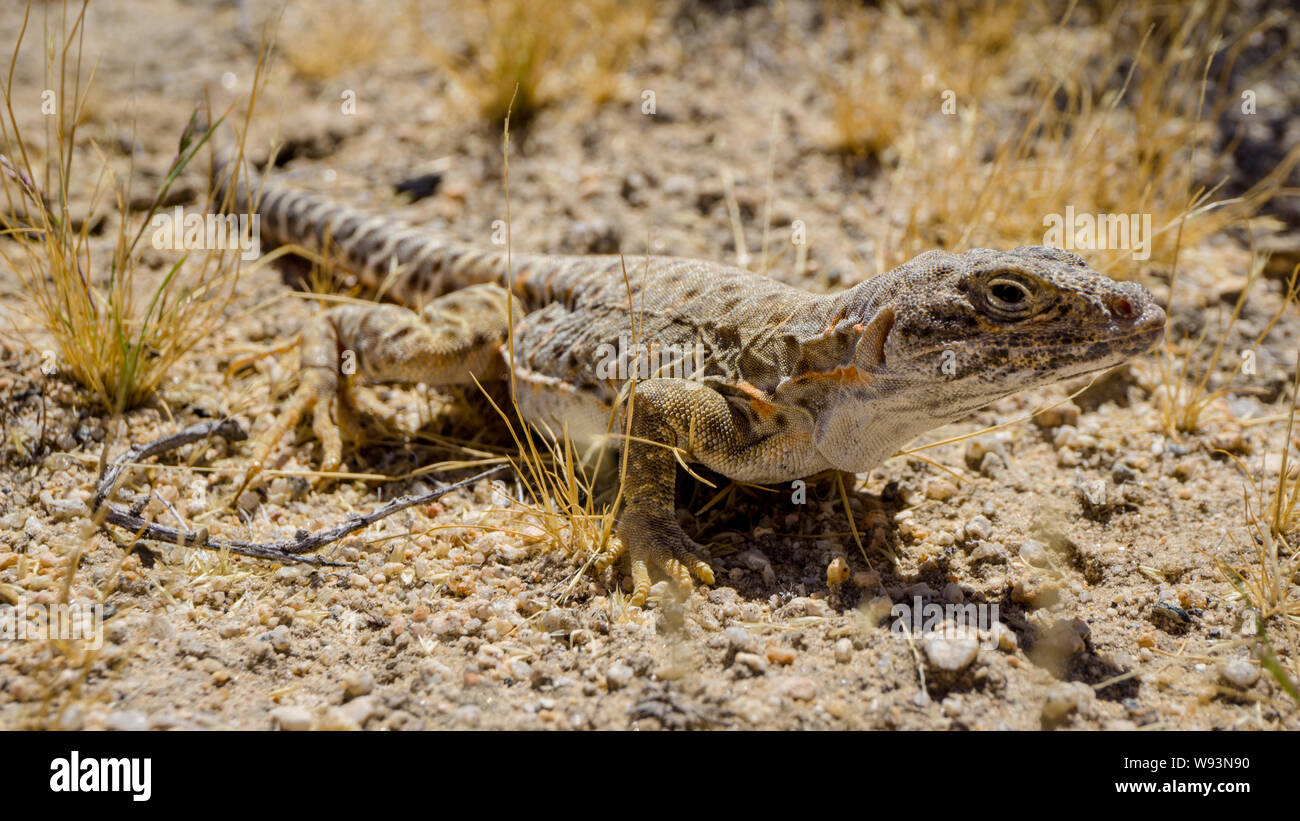 Mojave fringe-toed Eidechse in der Mojave-wüste, USA Stockfoto