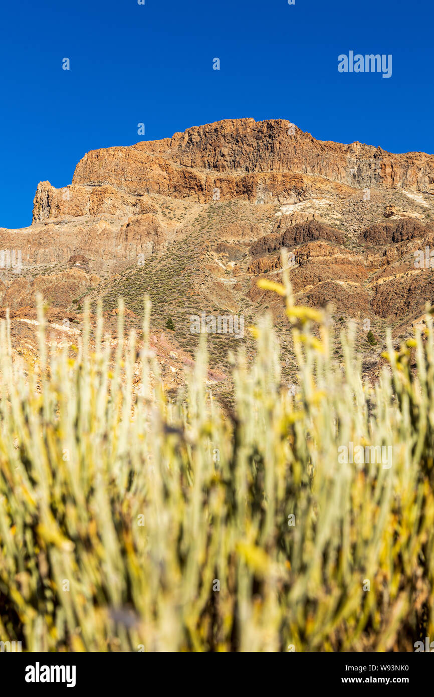 Guajara Berg Teide und Besen, Spartocytisus supranubius, Las Canadas del Teide, Teneriffa, Kanarische Inseln, Spanien Stockfoto