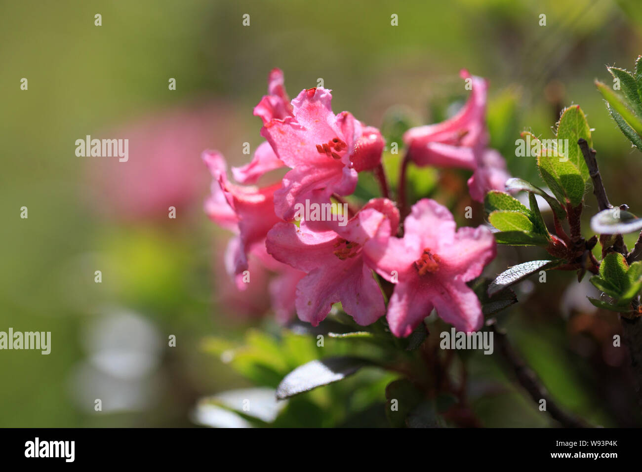 Rhododendron rhododendron ferrugineum pink bloom -Fotos und -Bildmaterial  in hoher Auflsung  Alamy