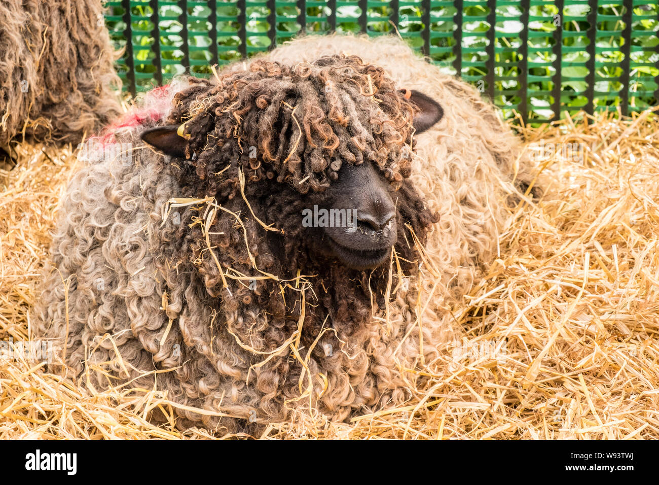 Farbige Lincoln Longwool Schafe. Als at-risk seltene Rasse Schafe klassifiziert. Stockfoto