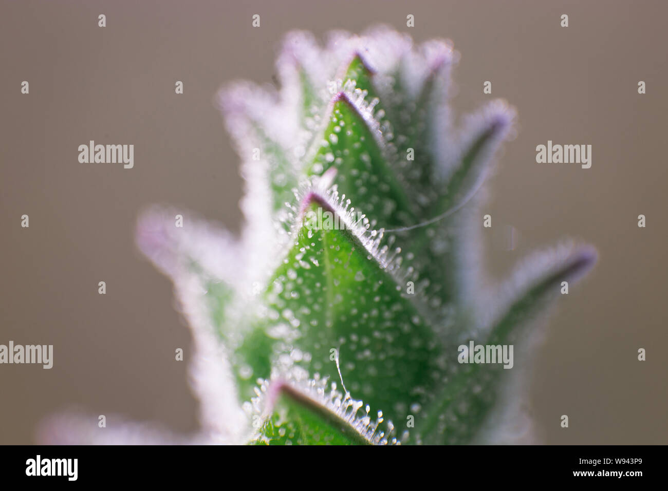 Makro pflanze Stamm mit weiß grün Blütenstempel Stockfoto