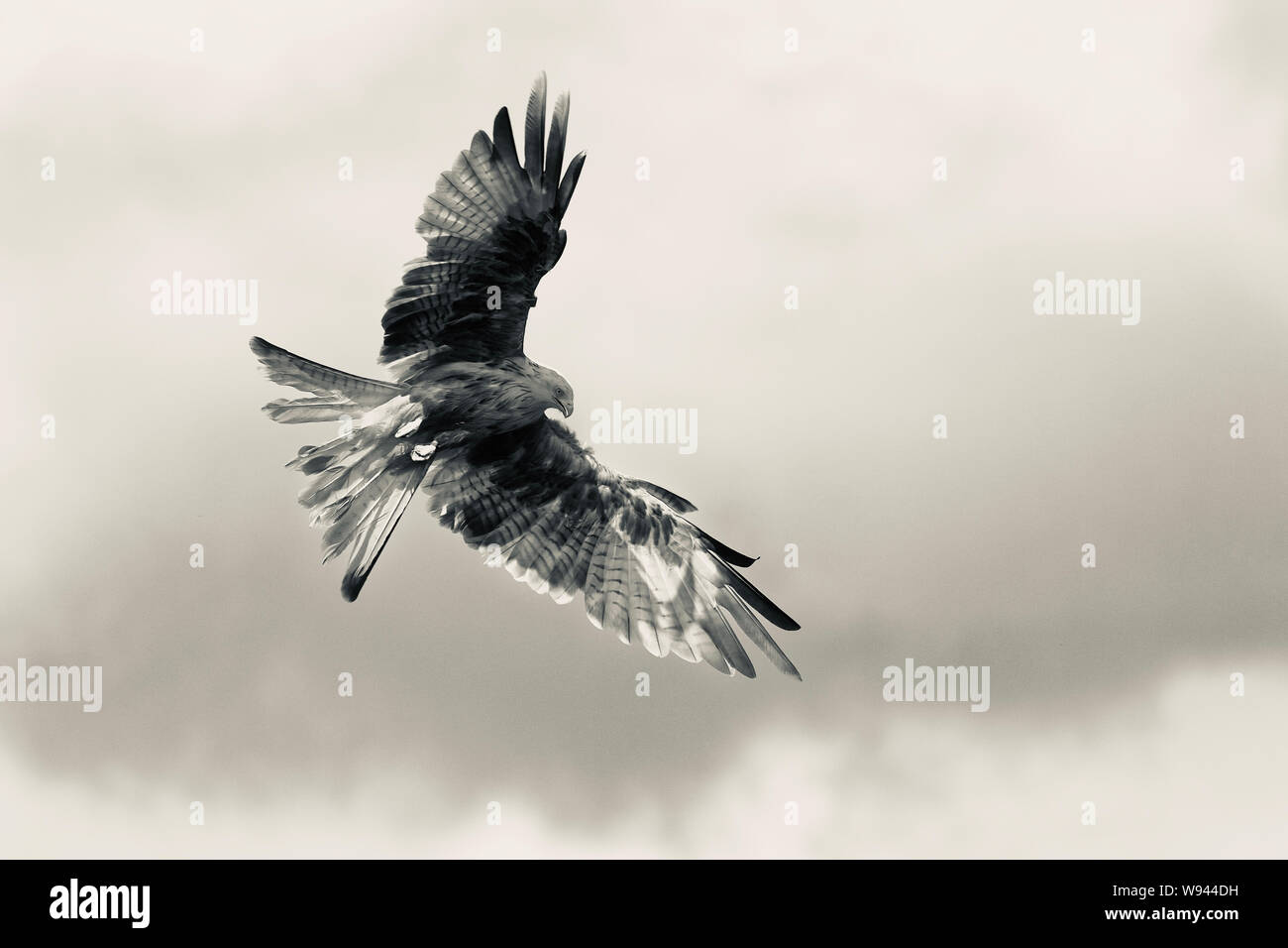 Ein sehr seltener, leukistischer (weißer) Roter Drachen (milvus milvus), mitten in Wales Stockfoto