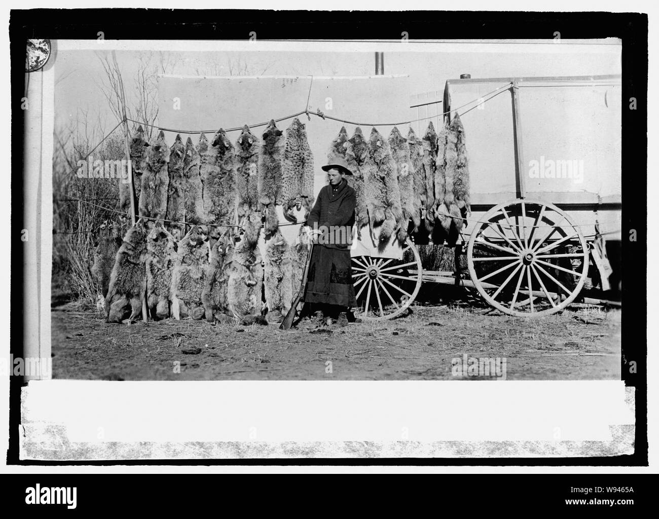 Ada Tingley, Hunter Bezirk von Idaho, Shop in den Monat November, 1917. 24 Kojoten, 1 Bobcat und 1 Badger 10/8/19. Stockfoto
