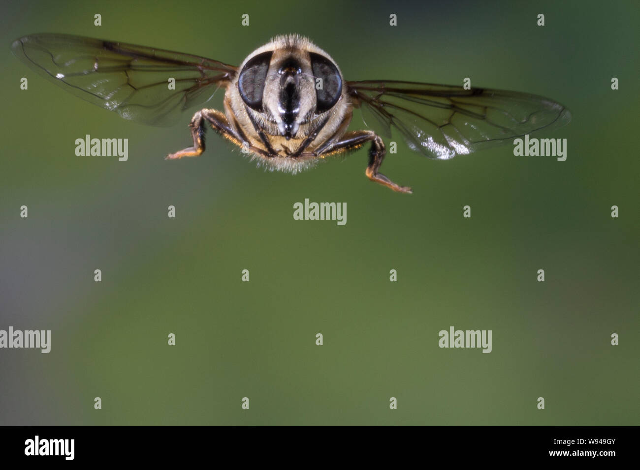 Große Bienenschwebfliege, Bienen-Schwebfliege, Mistbiene, Schlammfliege, Scheinbienen-Keilfleckschwebfliege, Weibchen, Flug, fliegend, Eristalis tenax Stockfoto