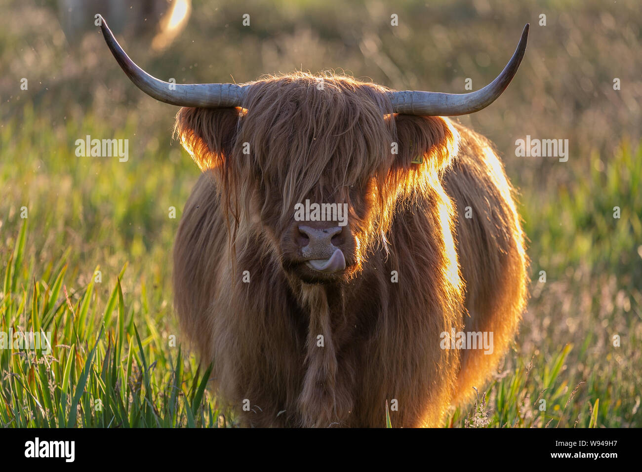 Highland rind kuh flauschige Fell Haare Gesicht stier Tiere Tier Hörner Stockfoto