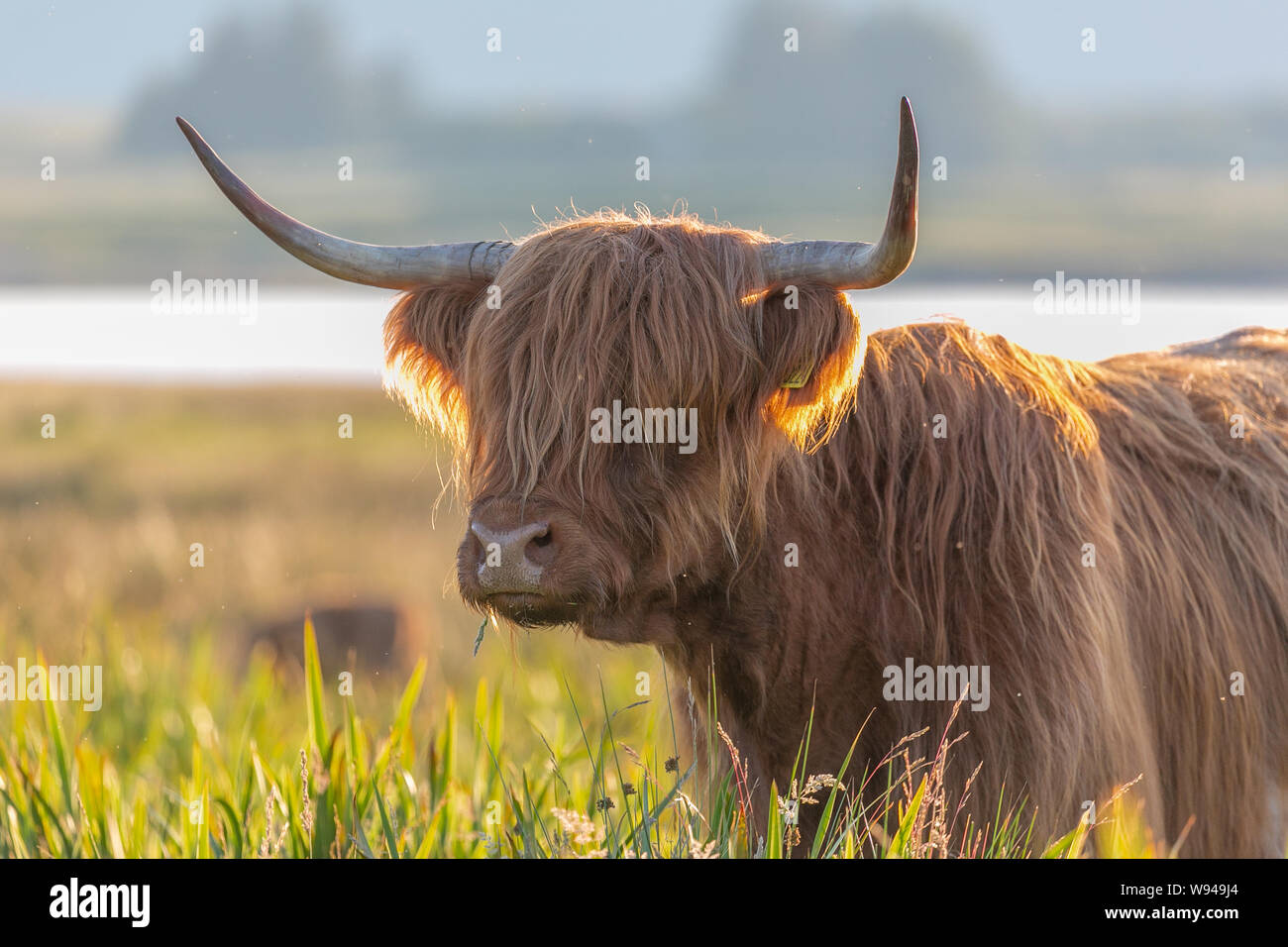 Highland rind kuh flauschige Fell Haare Gesicht stier Tiere Tier