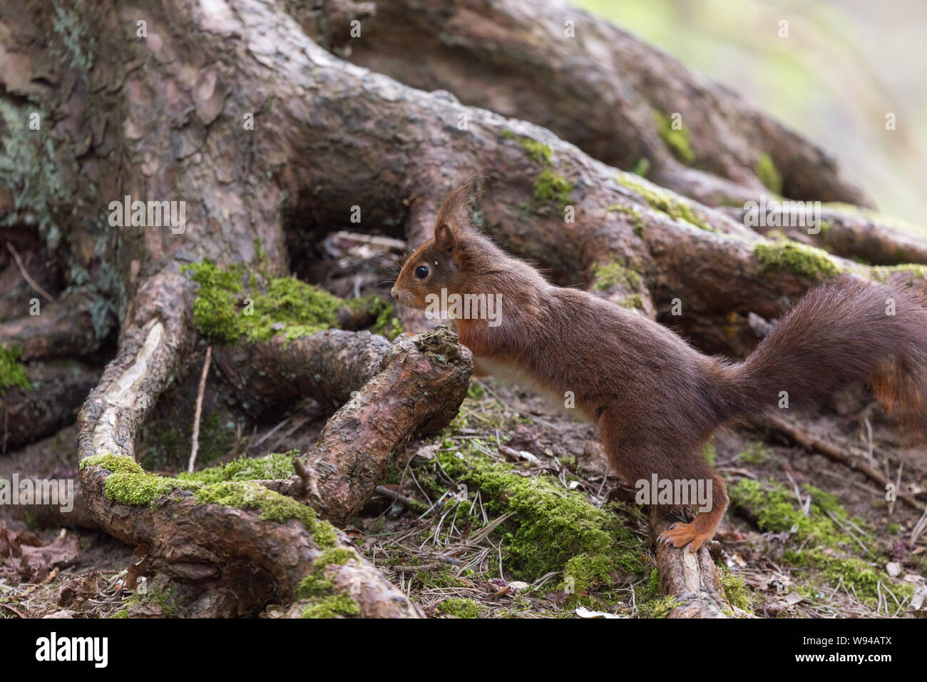 Eichhörnchen native Säugetier Nagetier Tier niedliche pelzige sciurus vulgaris Stockfoto