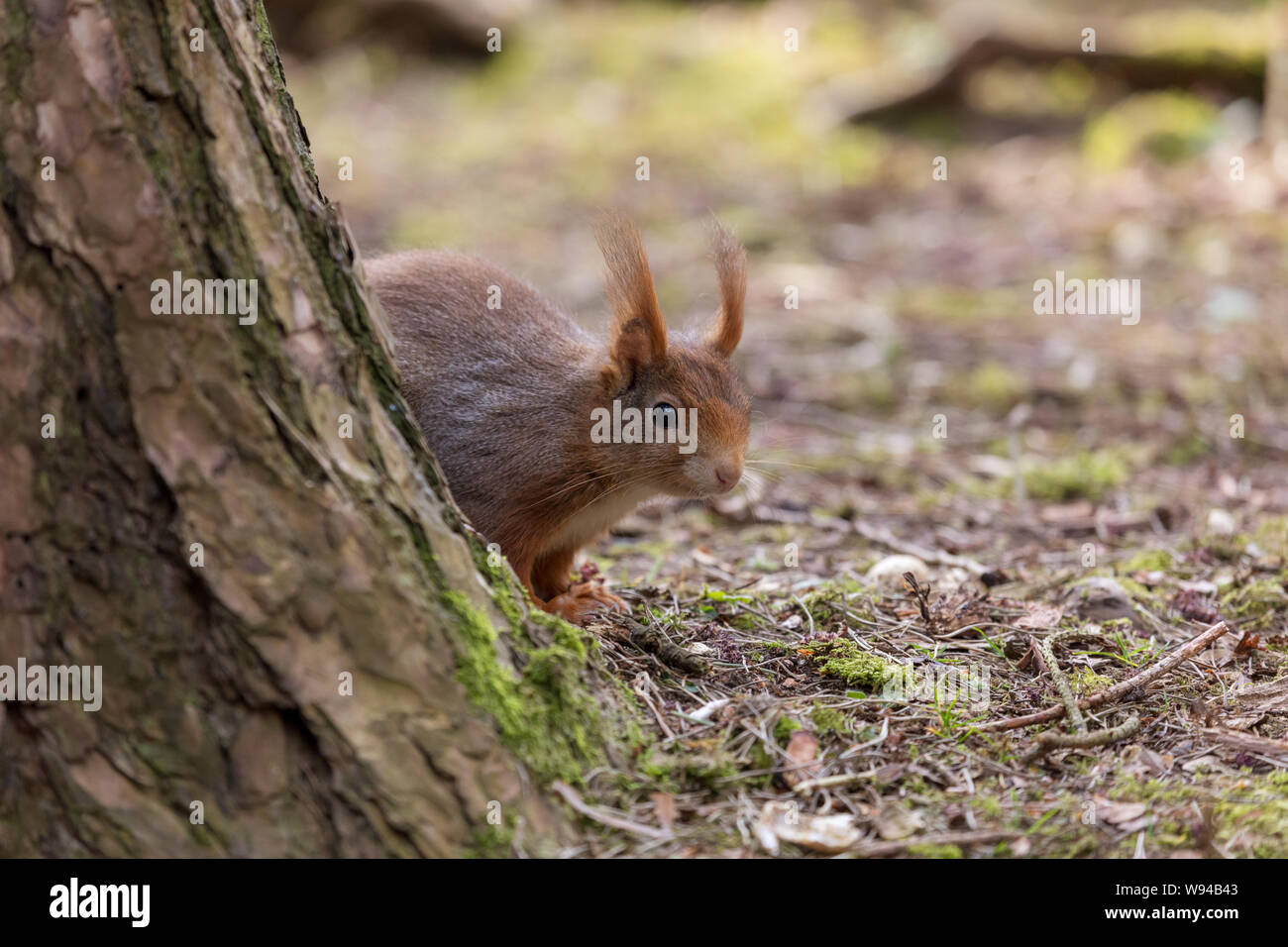 Eichhörnchen native Säugetier Nagetier Tier niedliche pelzige sciurus vulgaris Stockfoto