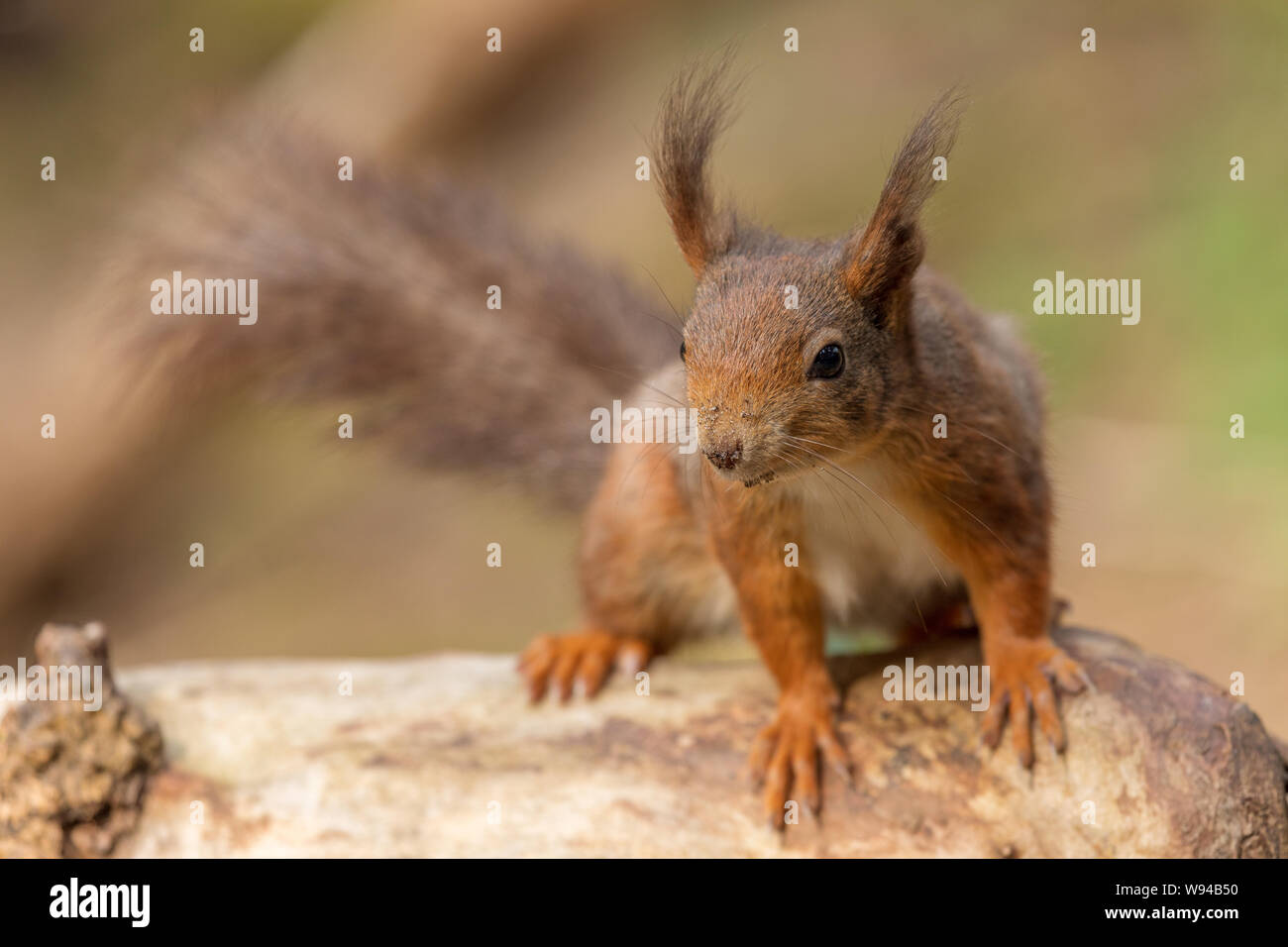 Eichhörnchen native Säugetier Nagetier Tier niedliche pelzige sciurus vulgaris Stockfoto