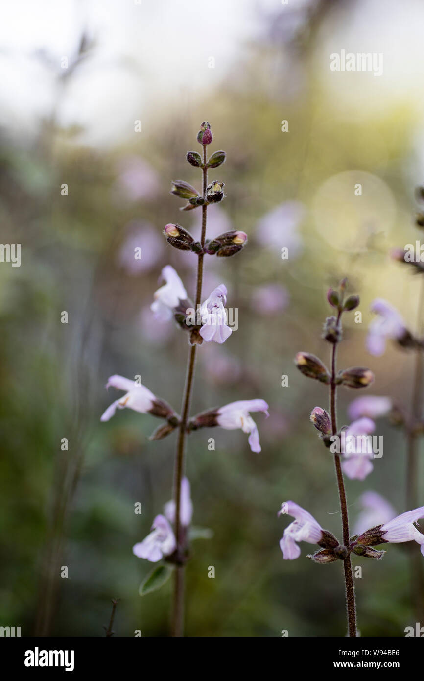 Wilde weiße Blumen Makro salvia fruticosa lamiaceae 50 Megapixel printables Kunst Stockfoto