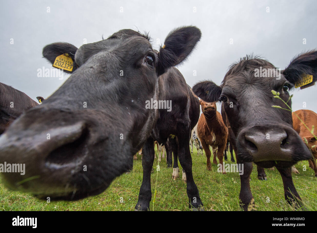 Cash Cows könnte eine neue Industrie. Credit: Colin Fisher/CDFIMAGES.COM/ALAMY Stockfoto