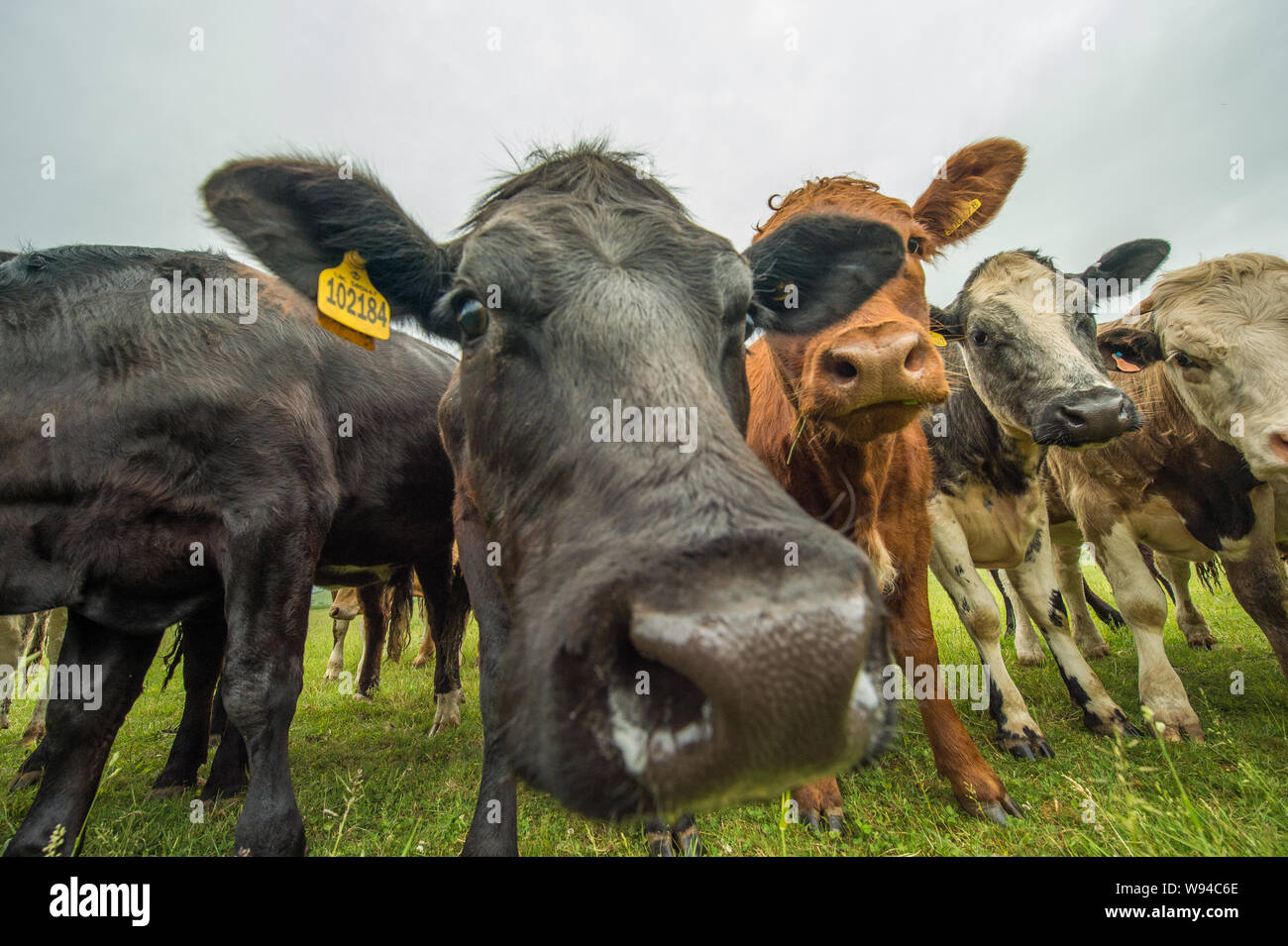 Cash Cows könnte eine neue Industrie. Credit: Colin Fisher/CDFIMAGES.COM/ALAMY Stockfoto