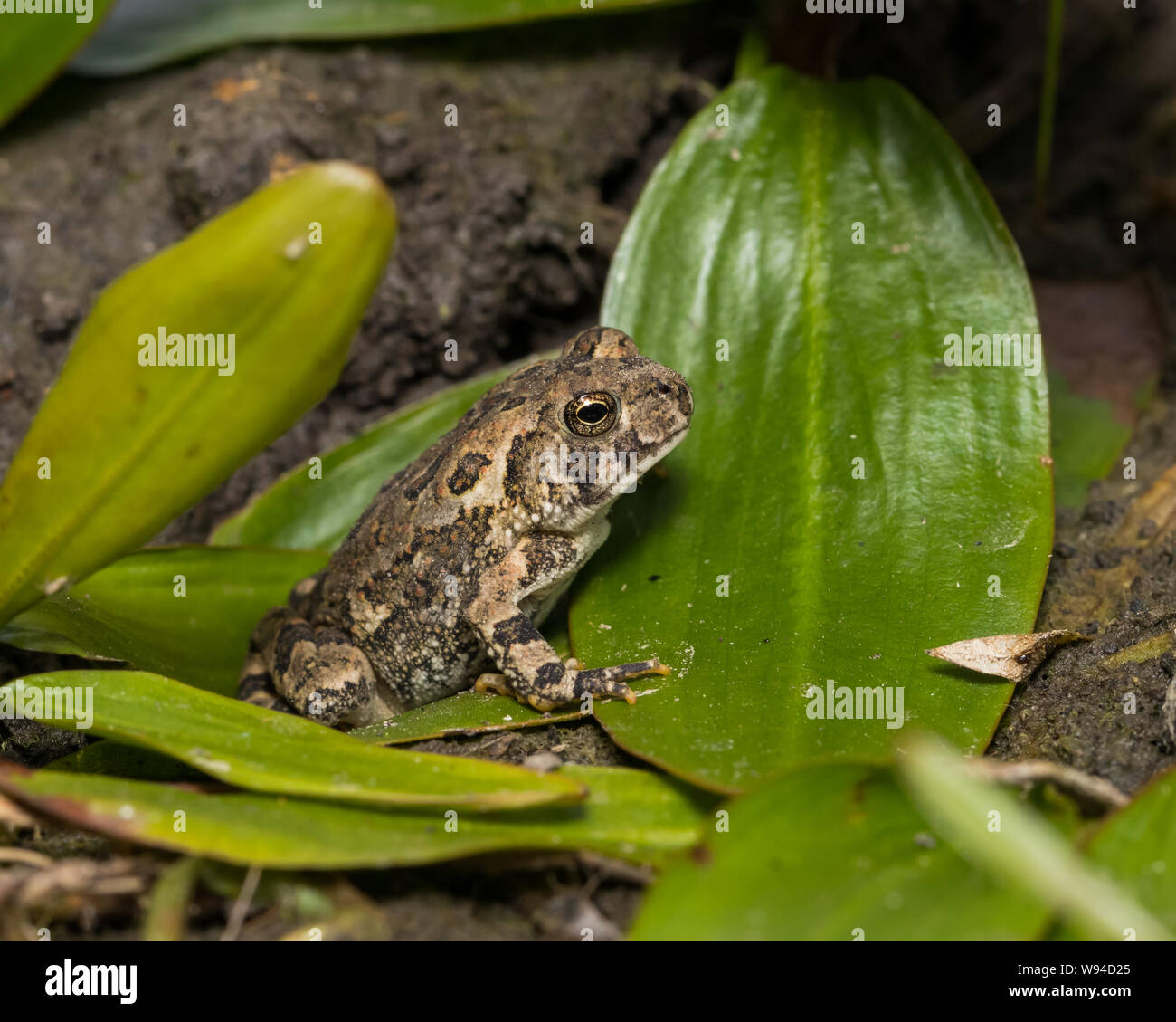 Nahaufnahme des Gemeinsamen Eastern American Toad auf grünen Wasserpflanzen Blätter am Rand des Teiches sitzen Stockfoto