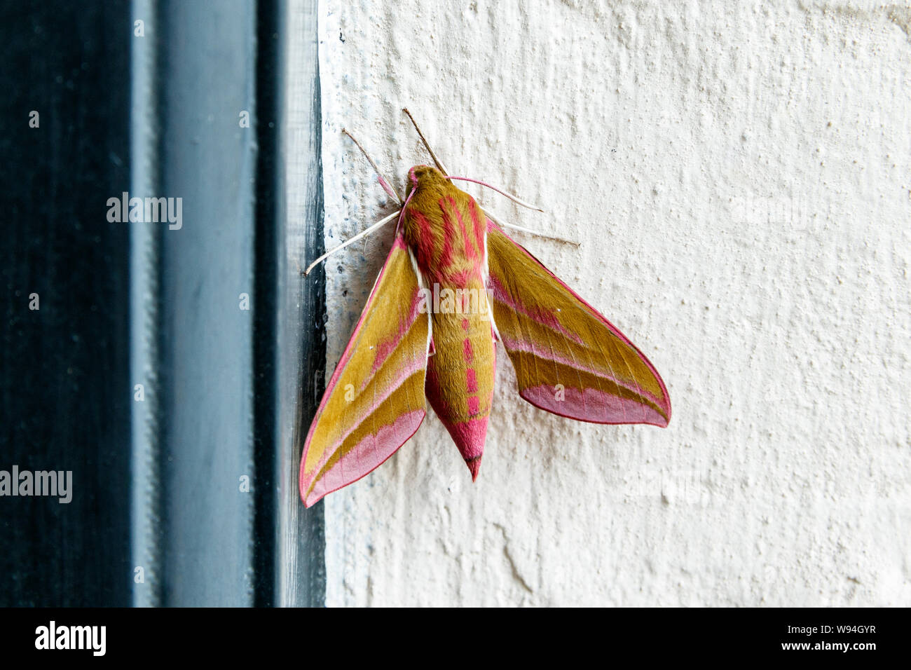 Deilephila Elpenor, oder Elephant Hawk-Moth, einem großen aus der Familie der Schwärmer, bei Tageslicht auf die Wand eines Wohnhauses, London, UK Stockfoto