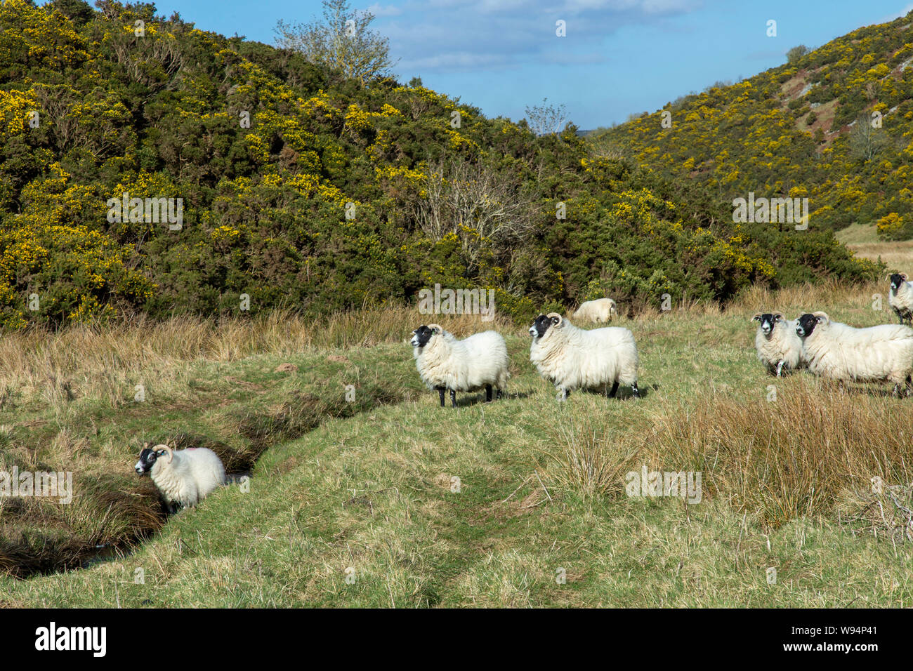 Scottish Mountain Blackfaced highland Schaf (Schaf) Stockfoto