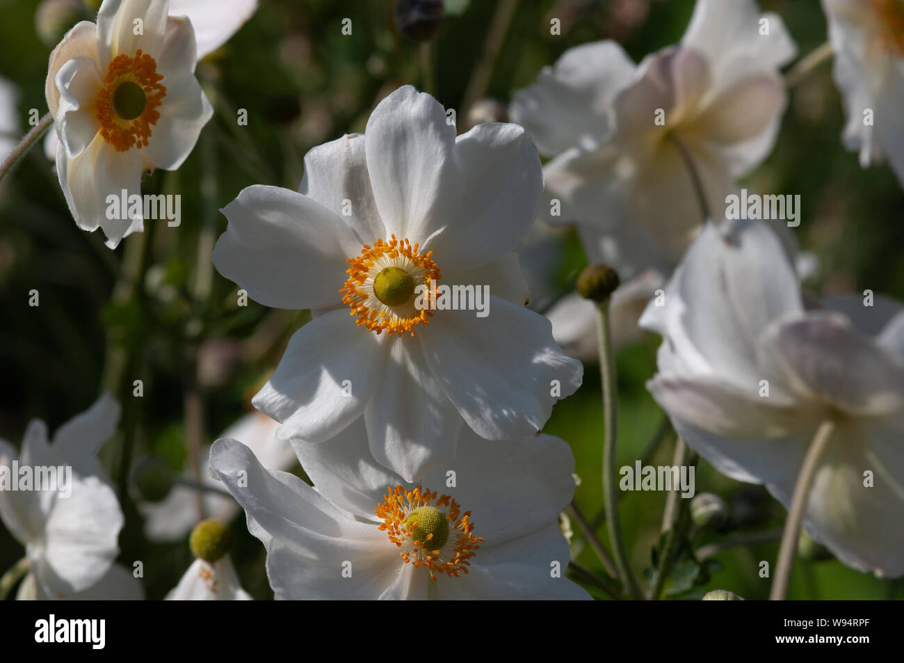 Leuchtend gelb und gelb-grün stechen Stempel und Staubblätter von den schneeweißen Herbstanemonen ab Stockfoto