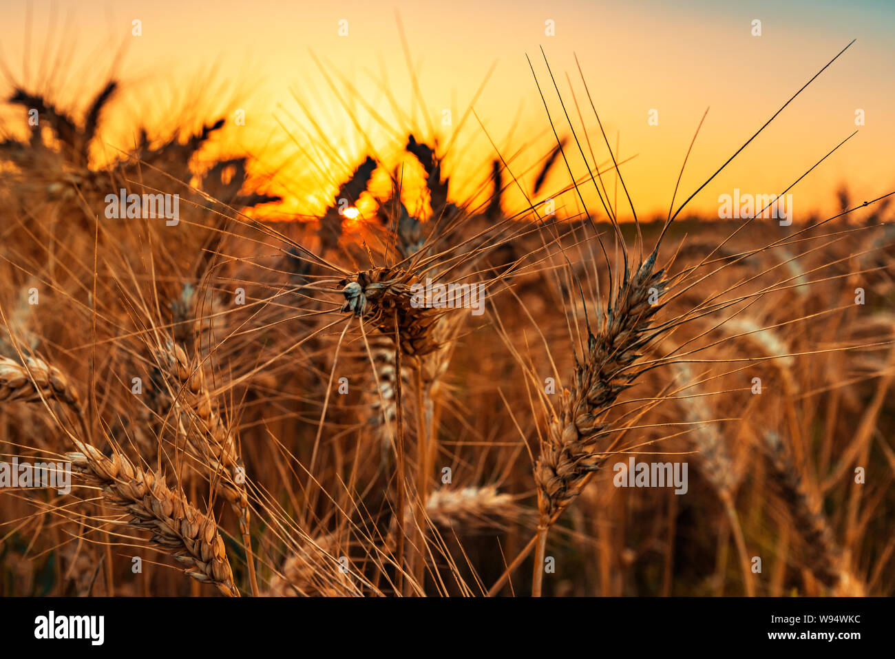 Reife Ähren auf dem Feld bei Sonnenuntergang bereit für die Erntesaison Stockfoto
