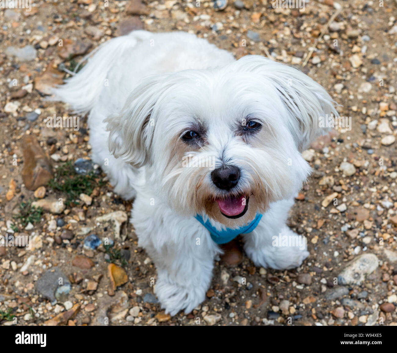Ein Malteser Terrier in London Stockfoto