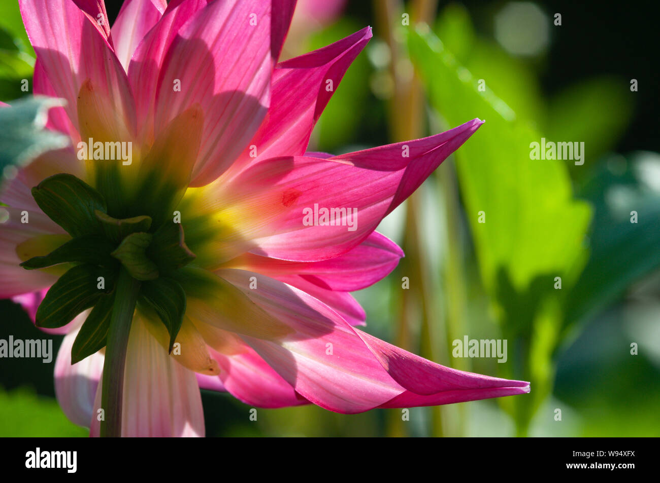 Eine Explosion der Farben bietet This im Gegenlicht aufgenommene leuchtende Dahlie in grün, gelb, weiß und rosa rosa Stockfoto