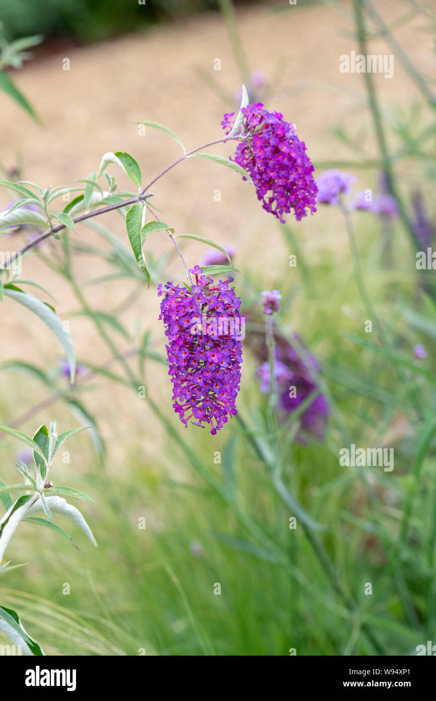 Violett Buddleja, Schmetterling Blume in einem Garten im Juni. Großbritannien Stockfoto