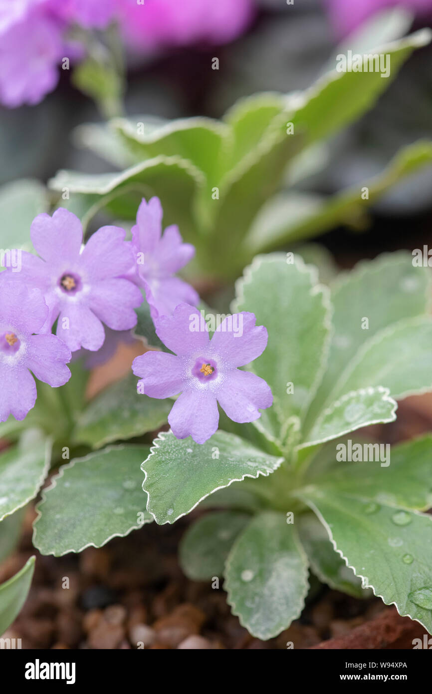 Primula marginata 'El Bolton'. Silver-Edged Primrose Stockfoto