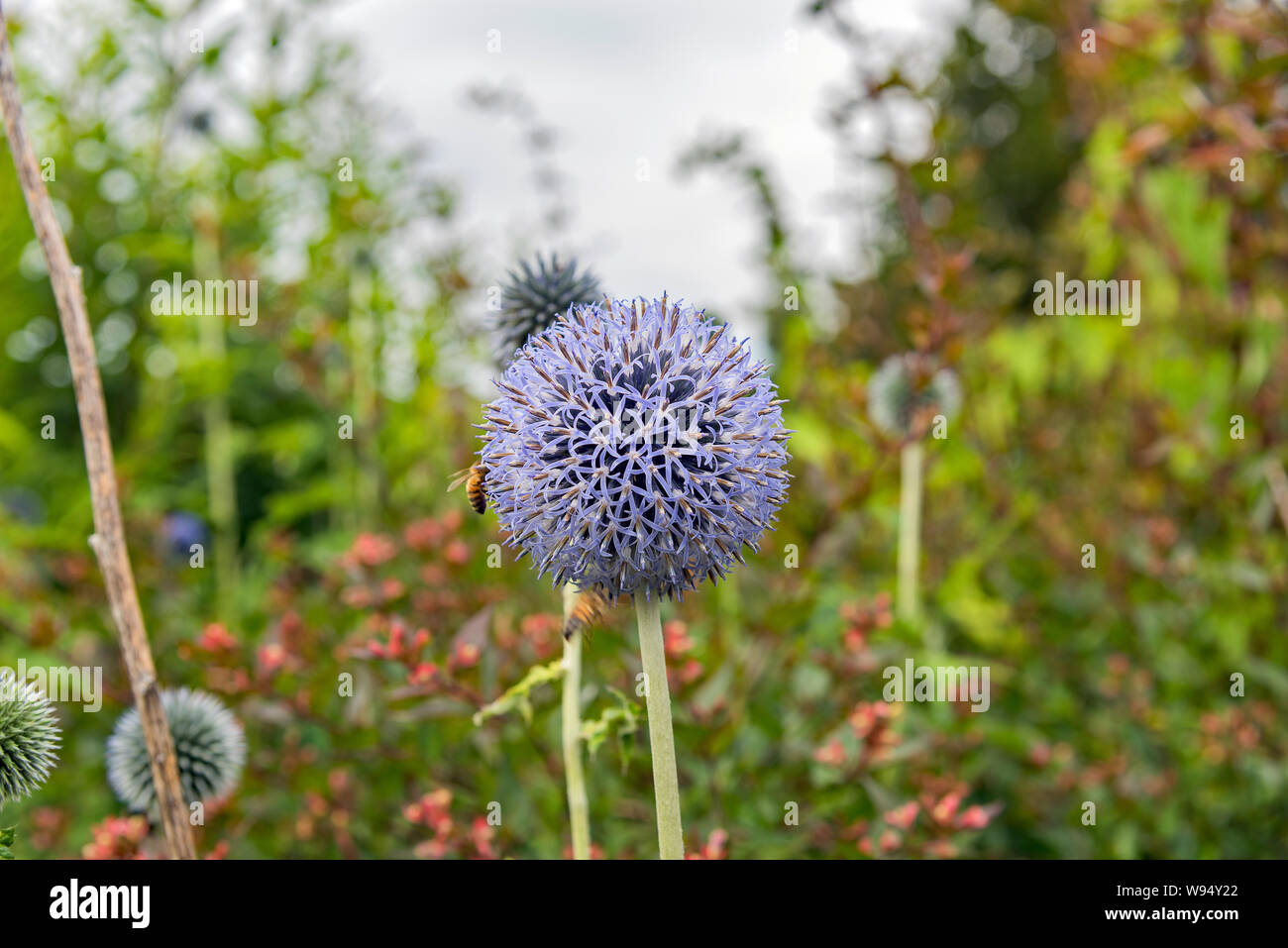 Biene bestäubt eine lila Allium. Stockfoto