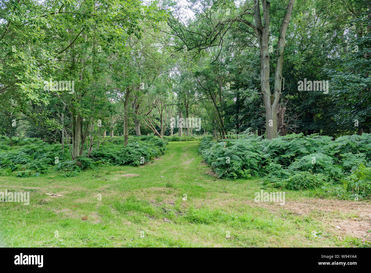 Ein Spaziergang in Cobham Woods, Kent, Großbritannien - Ansichten Stockfoto