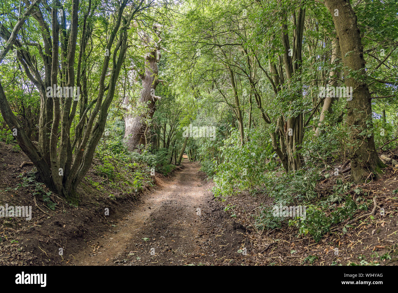 Ein Spaziergang in Cobham Woods, Kent, Großbritannien - Ansichten Stockfoto