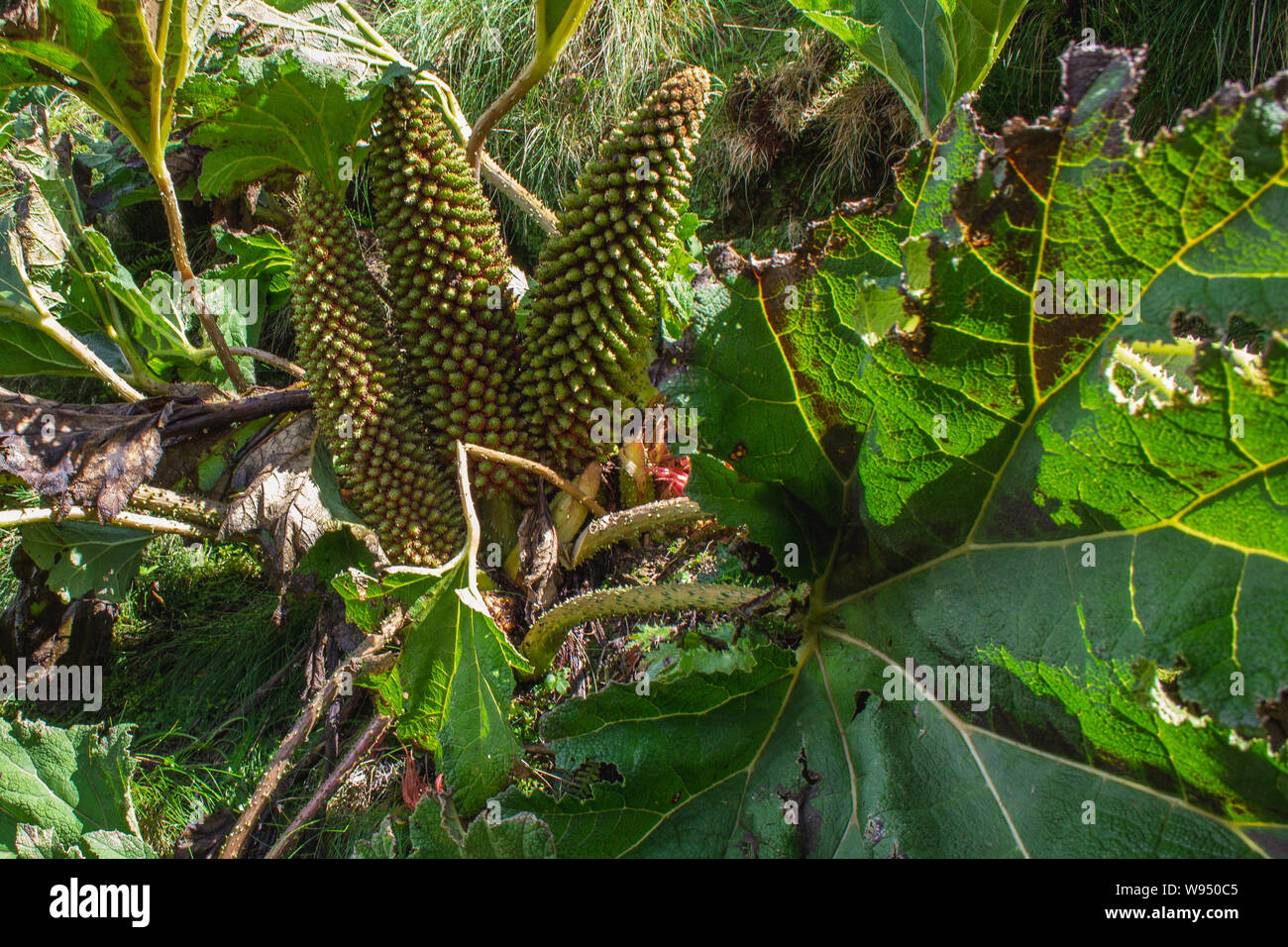 Gunnera Pflanze wächst auf Sao Miguel, Azoren, Portugal Stockfoto