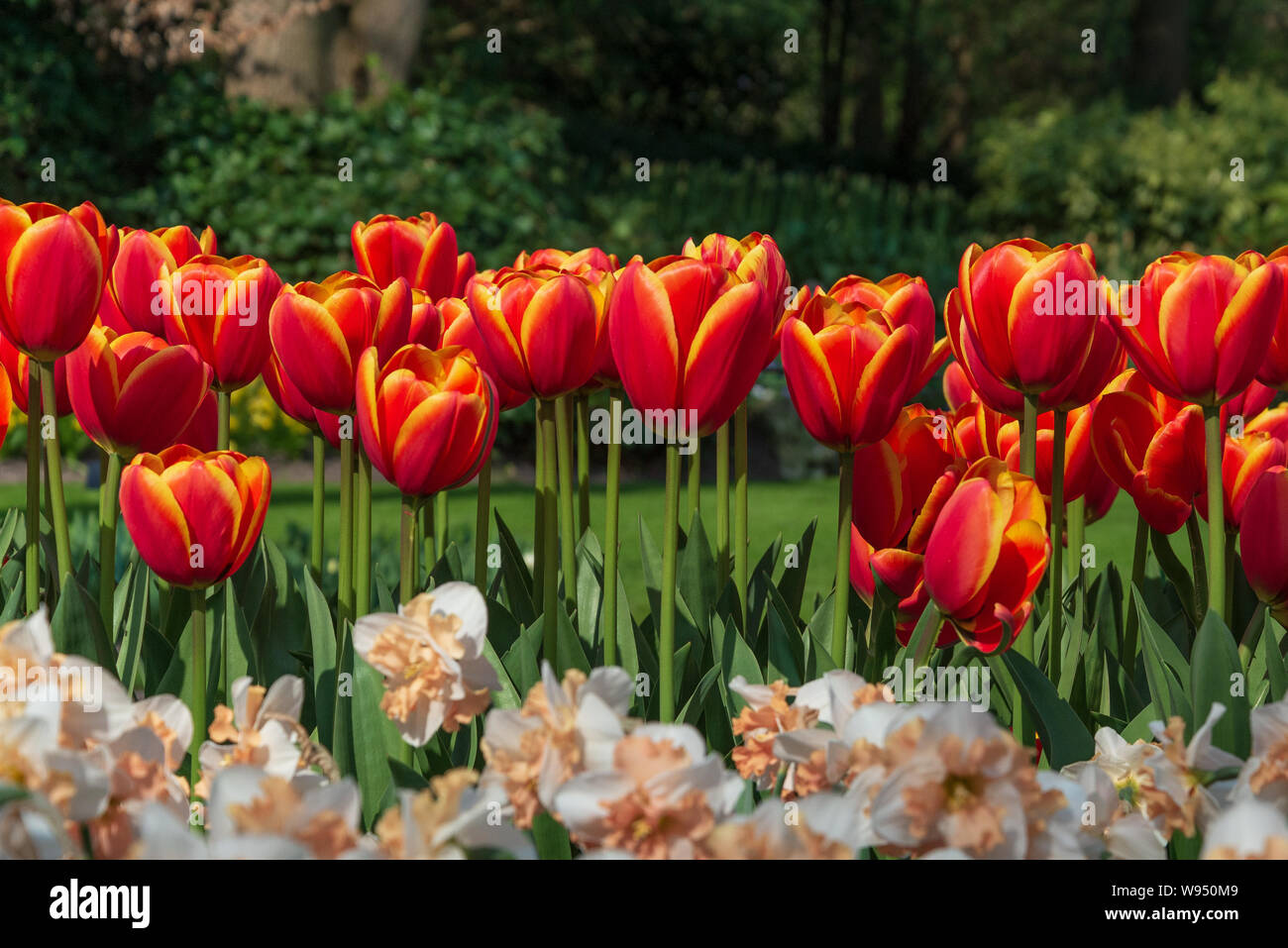 Schöne im sonnigen Nahaufnahme des malerischen Rot, Gelb und Orange blühende Tulpen und weiße und gelbe Narzisse Blüten. Stockfoto