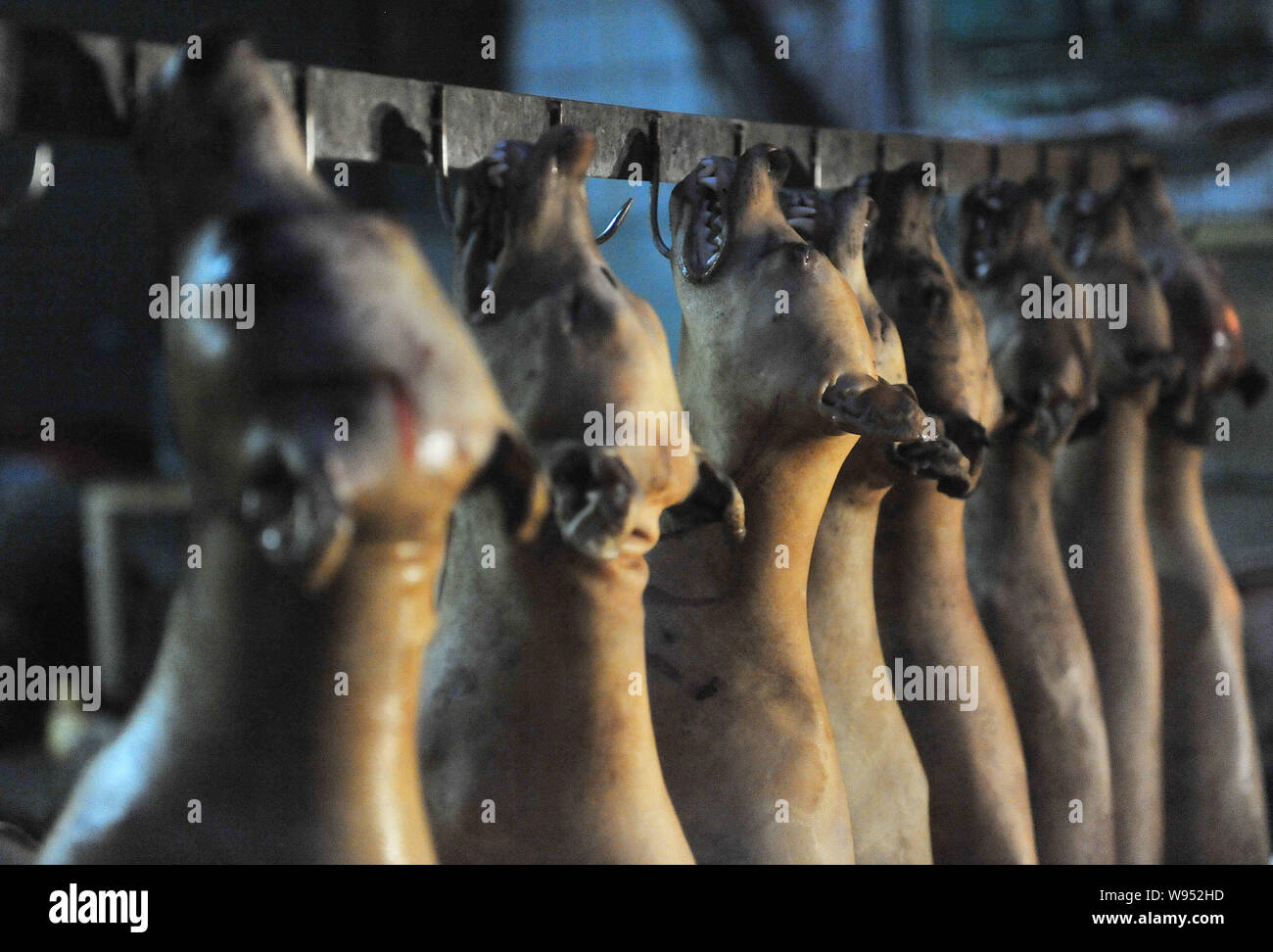 Hunde getötet und gegessen zu werden an einem freien Markt in Yulin Stadt angespannt, South China Guangxi Zhuang autonomen Region, 20. Juni 2012. Eine Gruppe von Chine Stockfoto