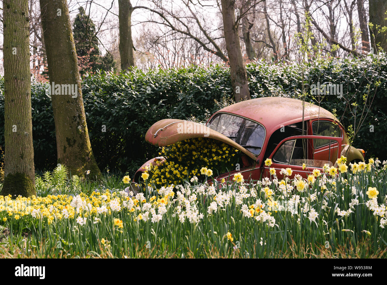 Bunte gelb, weiß und orange Daffodil oder Narcissus Jonquilla Blumen und blühenden Blumen in verlassenen rot Rost alten Volkswagen Käfer Stockfoto