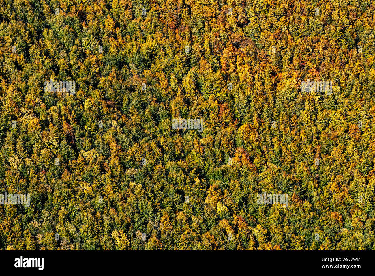 Schön gelb, orange und grün herbst Wald, viele Bäume auf die orange Hills Stockfoto