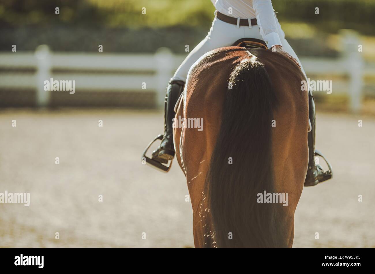 Professionelle Reiten. Kaukasische Frau im Pferdesport. Stockfoto