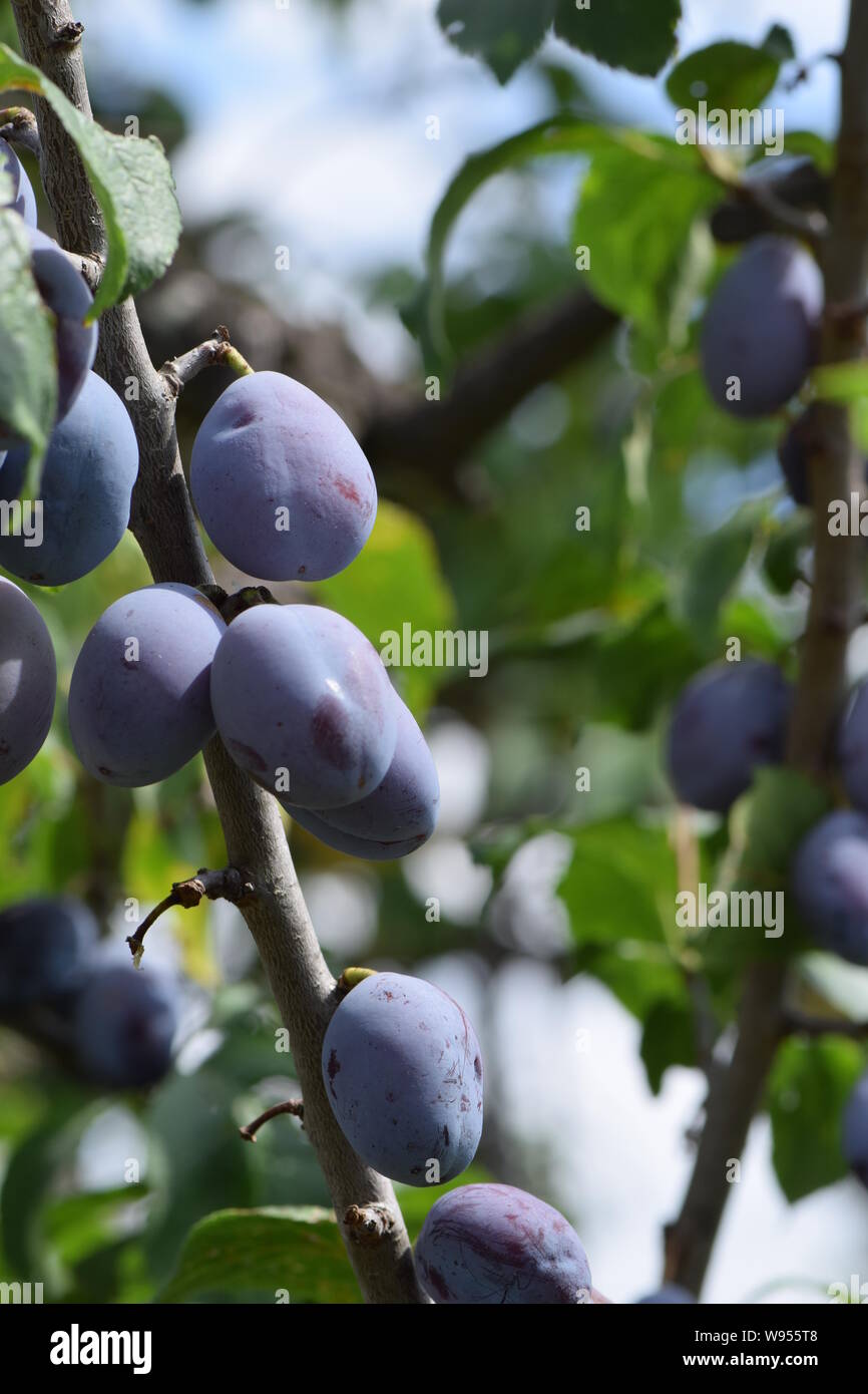 Saftige Pflaumen - Warten geerntet zu werden. Stockfoto