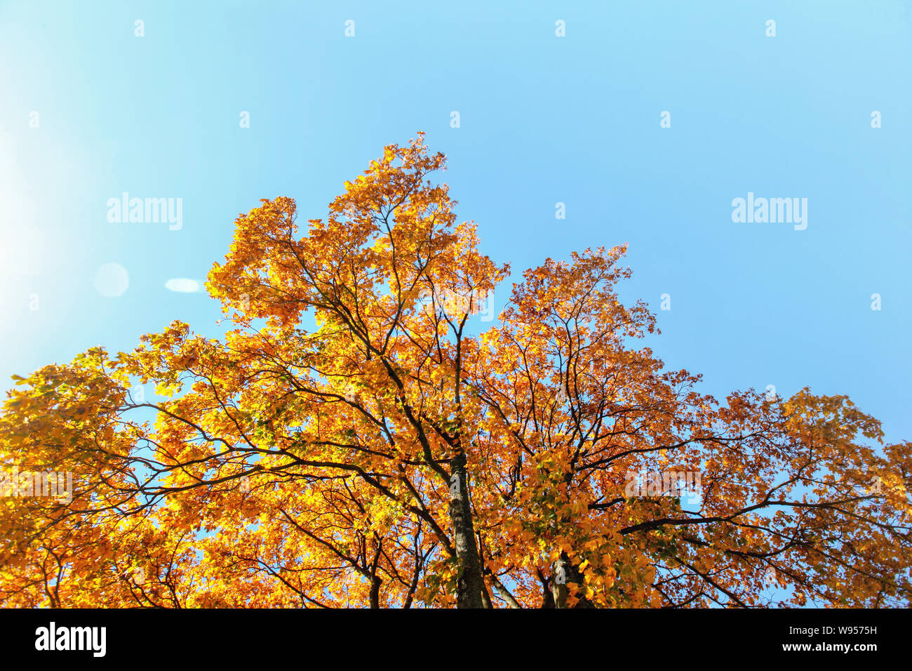 Leuchtend orange-gelben Blätter im Herbst auf treetop gegen den klaren blauen Himmel. Stockfoto