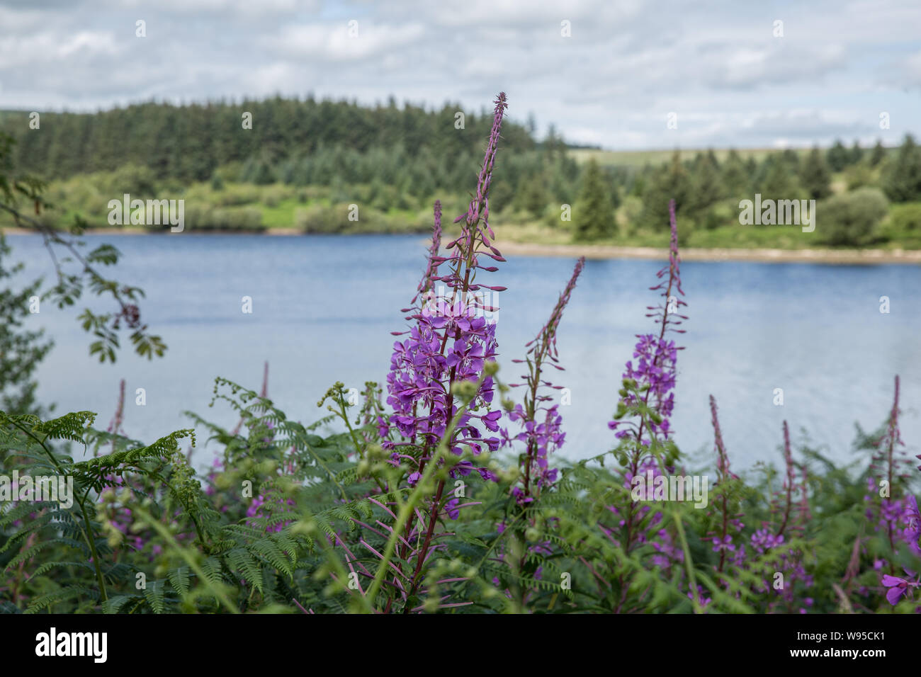 Fernworthy Behälter Stockfoto