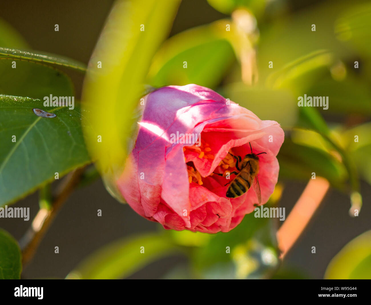 Honey Bee Pollen sammeln von camellia Blume Stockfoto