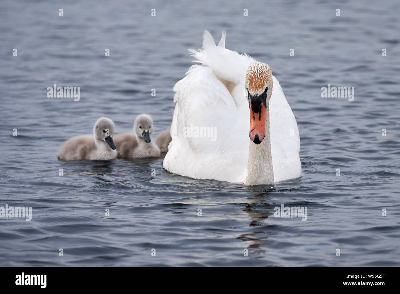 Ein Schwan (Cygnus) mit ihren drei Swan Küken Baden am Federsee in Bad Buchau / Deutschland Stockfoto Ein Schwan (Cygnus) mit ihren drei Swan Küken Baden am Federsee in Bad Buchau / Deutschland Stockfoto